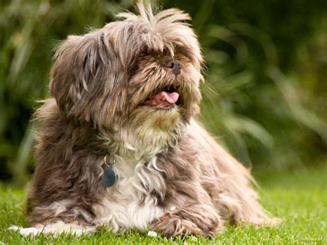 Getting to Know the Lhasa Apso