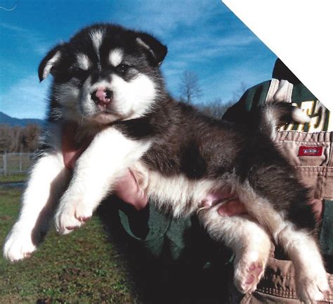 Giant Alaskan Malamute: Your Perfect Companion, Now Available for Sale!