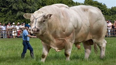 Giant Bulls: Majestic Beasts of the Animal Kingdom