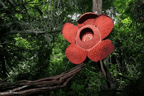 Giant Flowers: A Botanical Marvel Reshaping the Floral Landscape