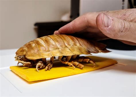 Giant Isopod Pet: The Ultimate Undersea Adventure