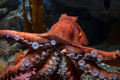 Giant Pacific Octopus: