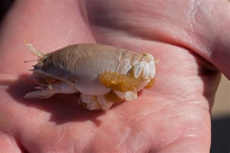 Giant Sand Fleas: Nature's Intriguing and Troublesome Parasites