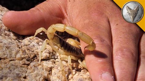 Giant Scorpion Stings: