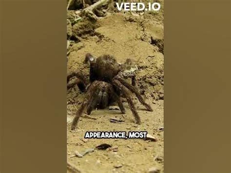 Giant Spiders: Unveiling the Fascinating World of Arachnid Marvels