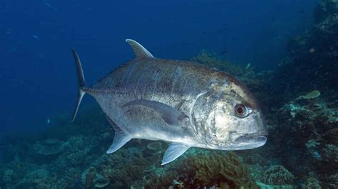 Giant Trevally: