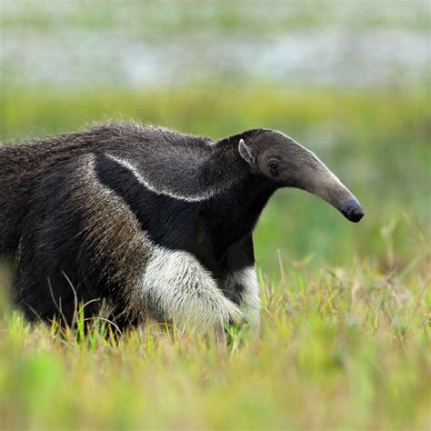 Giant anteater