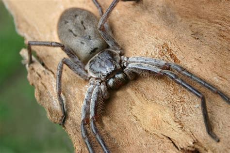 Giant huntsman spider