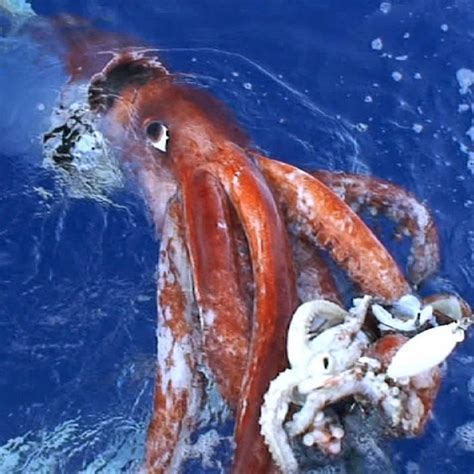 Giant squids: