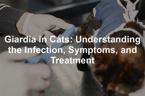 Giardia in Cats: 10,000-Character Guide to Treatment