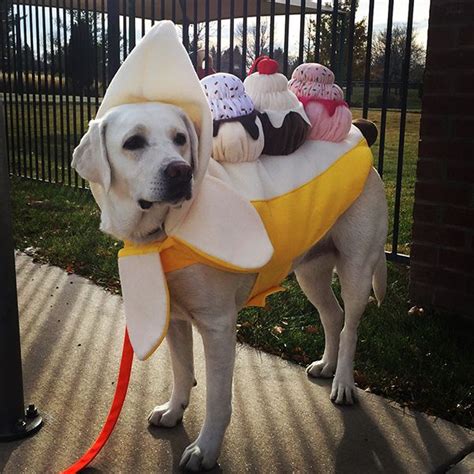 Gigantic Halloween Merriment: Unleashing the Power of Huge Dog Halloween Costumes