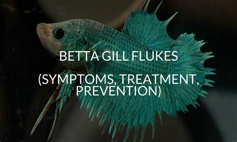 Gill Flukes Symptoms: A Comprehensive Guide