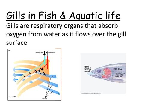 Gills: The Lifeline of Aquatic Life