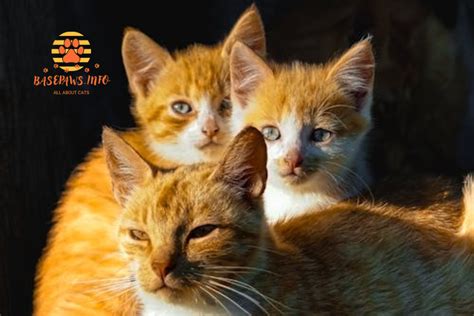 Gingerpuss: The Ultimate Guide to Caring for Your Orange Tabby Companion