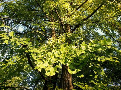 Ginkgo Biloba: Um Guia Abrangente Para Entender Sua Bula