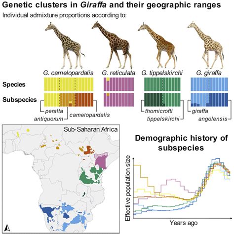 Giraffe Classification Chart