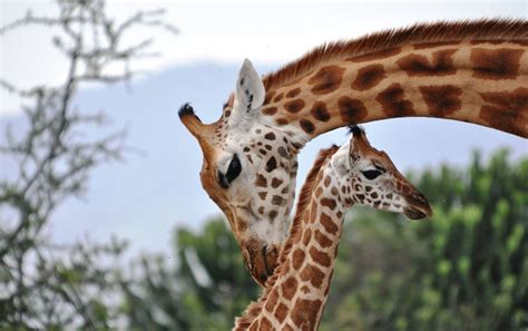 Giraffes: A Key to Sustainable Investment