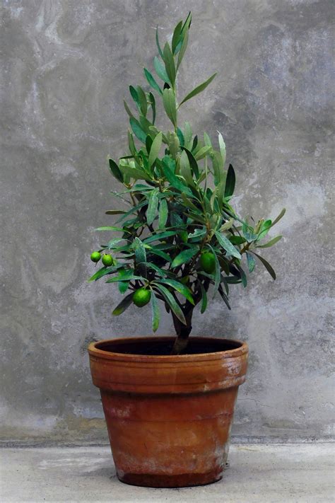 Give Your Olive Trees a Boost: The Ultimate Guide to Fertilization