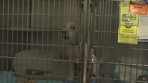 Giving Back: The Heartwarming World of Winnebago Animal Shelter