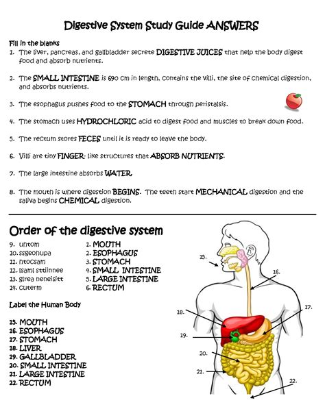 Gizmo Student Exploration Digestive System Answer Key Doc