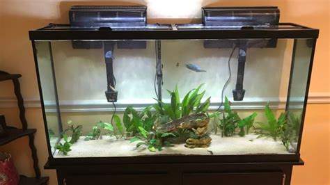 Glass 55 Gallon Fish Tank: An In-Depth Guide for Hobbyists and Professionals