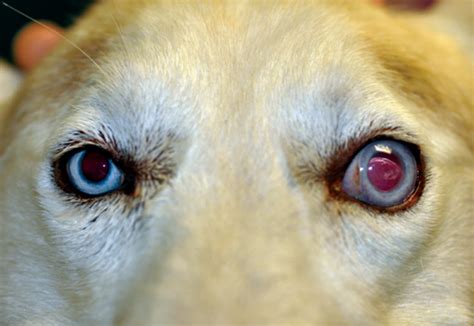 Glaucoma in Dogs: Treatment Options You Need to Know!