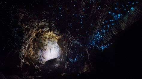 Glowworms in Waitomo Caves: A Natural Wonder