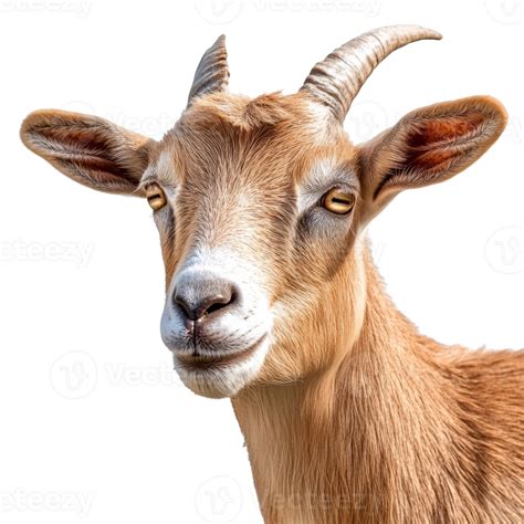 Goat's Unique Features: