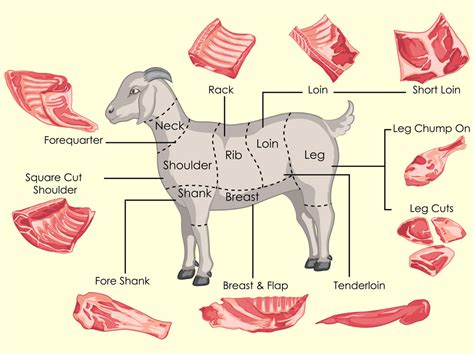 Goat Cuts Of Meat Chart