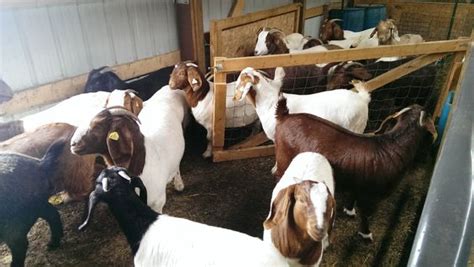 Goat Farm Singapore: A Comprehensive Guide to Raising Goats for Profit and Pleasure