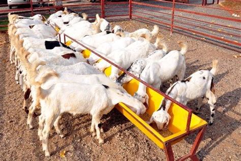 Goat Feed Crusher: 5 Key Advantages That Will Revolutionize Your Goat Farming