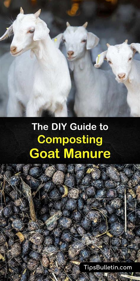 Goat Manure Compost Machine: The Ultimate Guide to Composting Efficiency