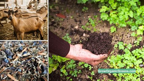 Goat Manure Fertilizer: 5 Amazing Benefits for Your Garden