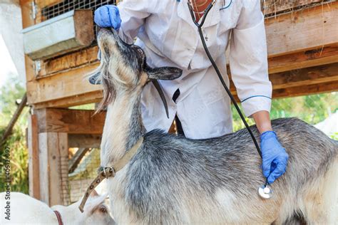 Goat Vet Near Me: Find the Best Care for Your Goats