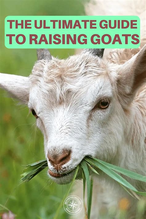 Goatsus Maximus: The Ultimate Guide to Raising Epic Goats