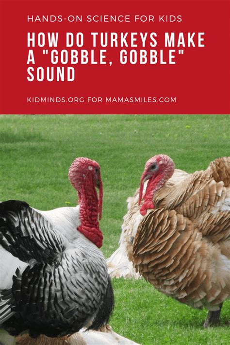 Gobble Gobble: A Guide to All Things Turkey