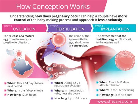 God's Plan for Your Pregnancy From Conception t Doc