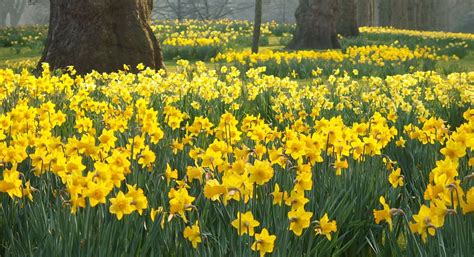 Golden Daffodils Epub