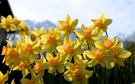 Golden Daffodils Epub