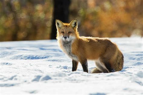 Golden Fox Reader