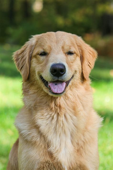 Golden Retrievers: The Ultimate Guide