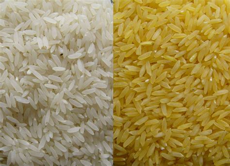 Golden Rice An Exercise in How Not to Do Science Epub