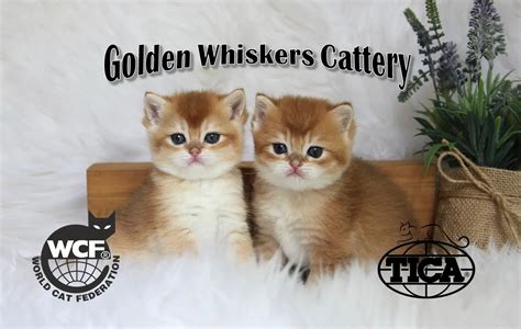 Golden Whiskers: