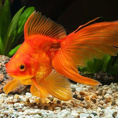 Goldfish Epub