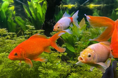 Goldfish PDF