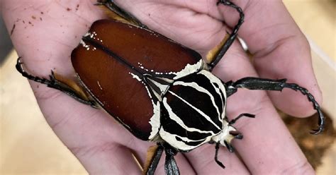 Goliath Beetles: Giants of the Insect World