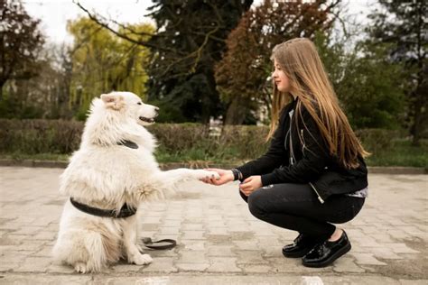 GoodDog VS Socialization: Unlocking the Power in 2025