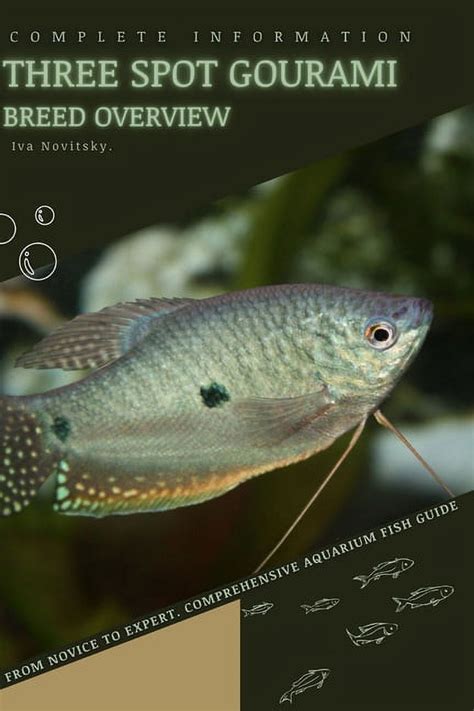 Gourami Fish Price: A Comprehensive Guide