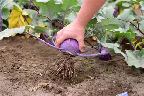 Gründe für das Einfrieren von Roter Bete