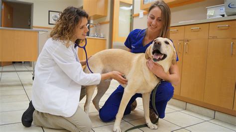 Grace Park Animal Hospital: Your Comprehensive Guide to Pet Healthcare